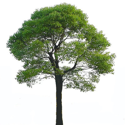 香樟树四季常青庭院绿化植物