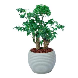 羽叶福禄桐盆栽植物花卉适合室内客厅办公室桌面小绿植小盆景摆件
