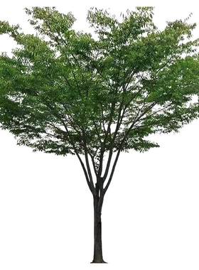 榉树苗红榉树苗庭院绿树