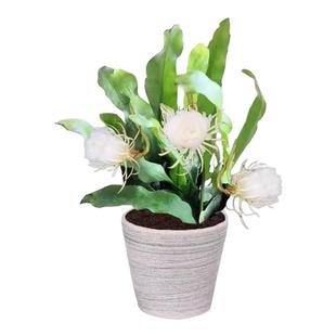 昙花盆栽室内阳台植物昙花苗盆景昙花一现绿植花卉大花浓香可食用