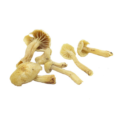 东北特产野生小黄蘑菇干货