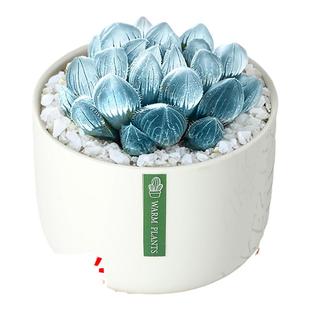 蓝镜玉露高端蓝色翡翠多肉植物办公室内小盆栽大颗好养活稀有品种