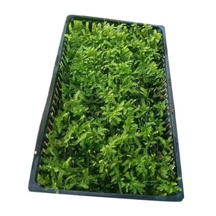 鱼缸松茸莫斯水草造景专用沉木石头造景慕斯树装饰前景阴性植物