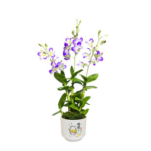 石斛兰带花盆带花苞盆栽高级花卉绿植兰花客厅卧室好养石斛清新