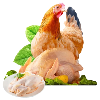 踏雪鸡高处不胜寒香格里拉土鸡