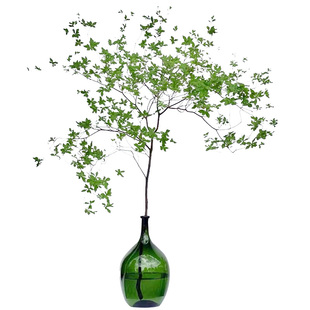 进口吊钟水养植物鲜切绿植室内客厅日式鲜切马醉木水培绿植树