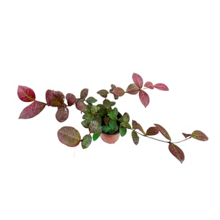 拾园记风车茉莉盆栽花苗庭院阳台爬藤植物络石藤四季常青花卉绿植