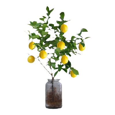 水培植物香水柠檬树花卉盆栽水果食用办公室桌面带果四季好养绿植