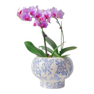 青花瓷纹蝴蝶兰陶瓷花盆中国风室内复古装饰瓷器绿植花卉通用盆