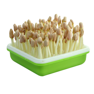 花生芽发芽神器绿豆芽发芽盆芽苗菜育苗盘豆苗水培盒花生苗种植盘