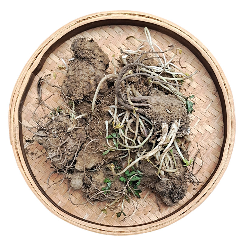 中药材麦冬草苗麦冬种植苗麦冬种家庭园艺种子