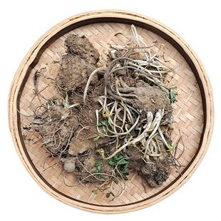 中药材麦冬草苗麦冬种植苗麦冬种籽药材种植苗黄芪玉竹艾草芍药
