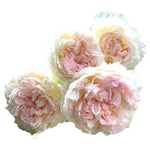 佩尔朱克月季花苗盆栽特大花浓浓果香味多季常开花卉阳台花园植物