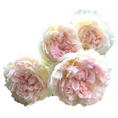 佩尔朱克月季花苗盆栽浓果香味