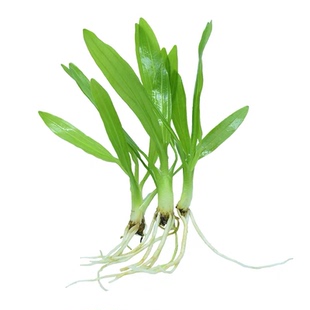 阴性草皇冠水草迷你九冠水草 鱼缸造景前景草中景草无需二氧化碳