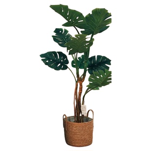 龟背竹客厅大盆栽老桩大叶室内大型落地绿植物高级感盆景懒人好养