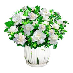 栀子花盆栽四季花卉绿植物树苗带花苞室内阳台水培耐寒易成活茉莉