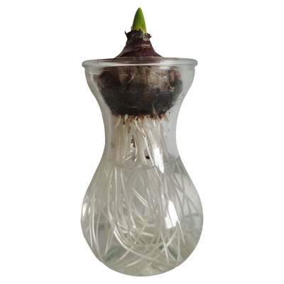 预生根风信子水培装虹越进口正版