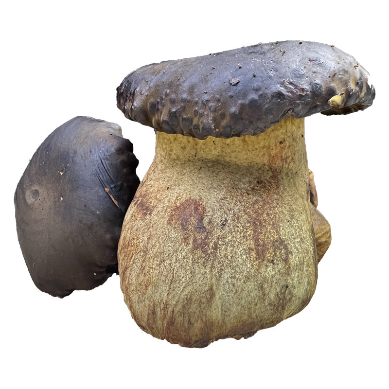 精品牛肝菌新鲜黑牛肝菌
