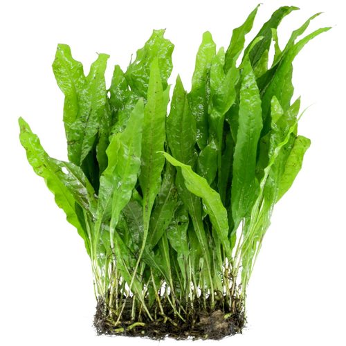 铁皇冠定植细叶铁鹿角铁鱼缸水族箱活体草中后景蕨类淡水水草包邮