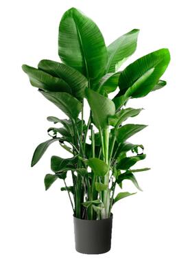 天堂鸟绿植室内大型盆栽落地办公室客厅大叶植物鹤望兰大禄植好养