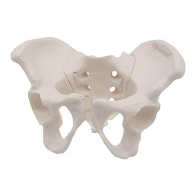 theratools骨盆骨骼模型教具