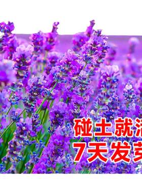薰衣草花籽盆栽开花种子四季养活
