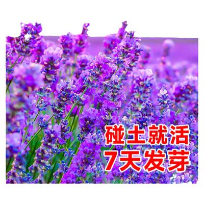 薰衣草花籽盆栽开花种子四季养活