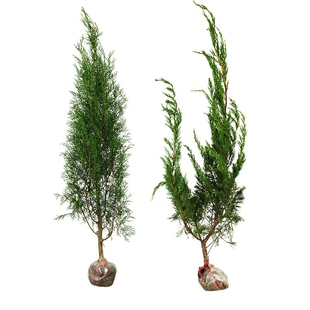 庭院绿化龙柏苗龙柏小苗龙柏树苗墓地松坟地树苗绿篱篱笆绿化苗木