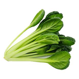 有机汇有机乌塌菜 无农残青菜新鲜蔬菜时令皱叶乌油冬儿全国发货