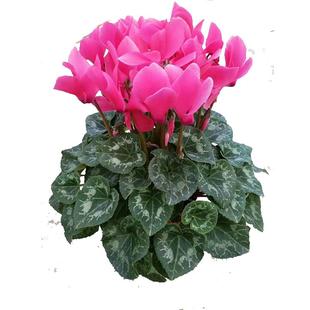 新品仙客来盆栽带花发货好养室内花卉四季花阳台室内盆栽观花植物