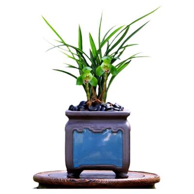 高档春兰矮种翠盖荷带花浓香好养