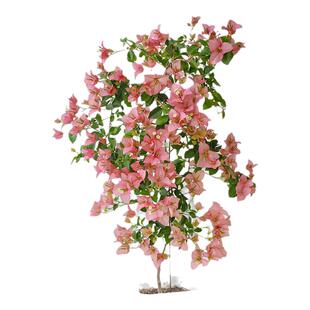 新品卡亚塔三角梅盆栽四季好养重瓣老桩大苗带花苞室内花卉绿植物