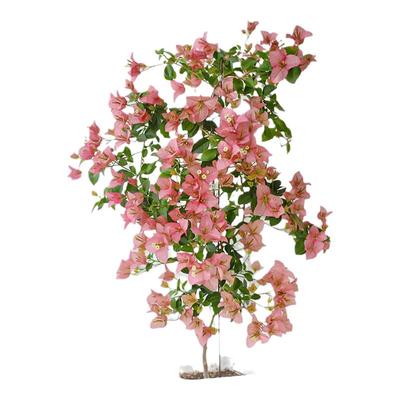 新品卡亚塔三角梅盆栽四季好养重瓣老桩大苗带花苞室内花卉绿植物