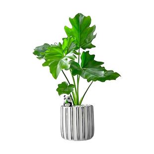 龙鳞春羽盆栽室内客厅水生植物好养小天使四季常青家居龟背竹绿植