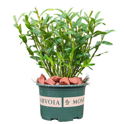 金钗石斛苗现拔现发还便宜