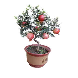 红如意软籽石榴树耐寒庭院大树窗台盆栽基地小苗北方南方石榴树苗