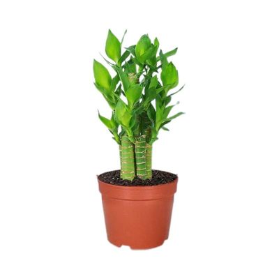 四季常青创意好养富贵竹植物盆栽