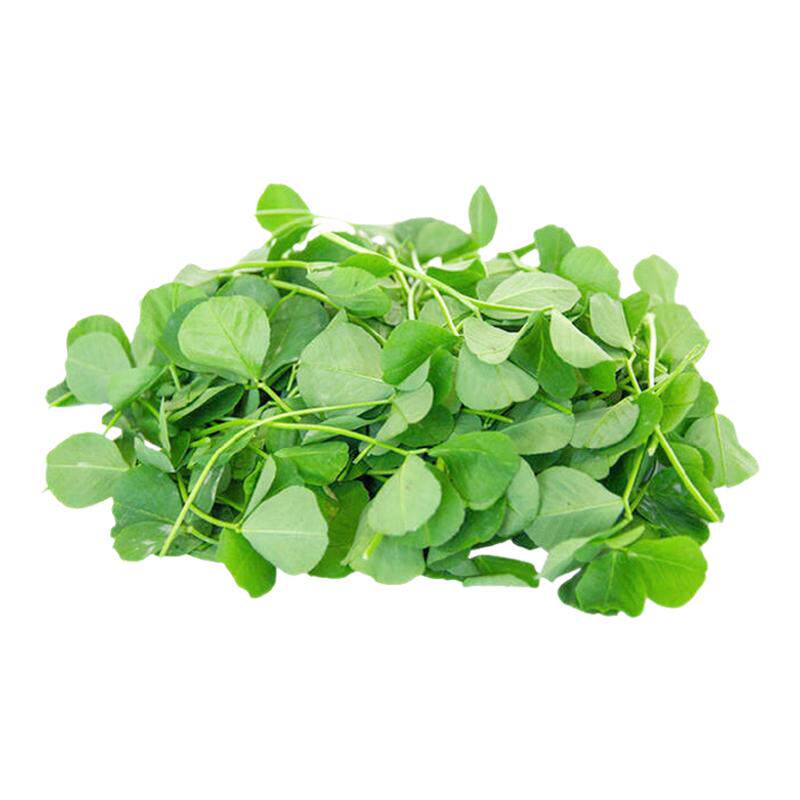 新鲜小草头上海 青浦农家三叶菜 新鲜蔬菜金花菜草本地含水湿的