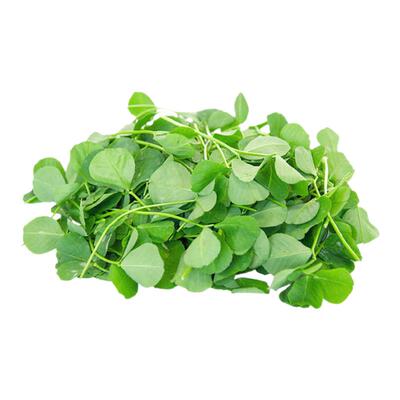 新鲜草头上海 青浦农家三叶菜 新鲜蔬菜金花菜草本地含水湿的