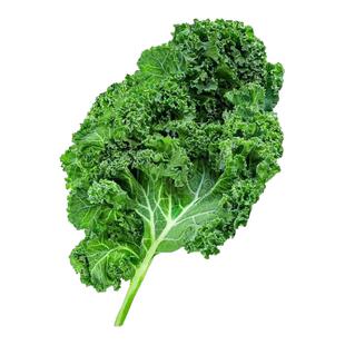 食用绿羽衣甘蓝苗羽叶甘蓝种籽阳台盆栽大田易种四季可播耐寒蔬菜