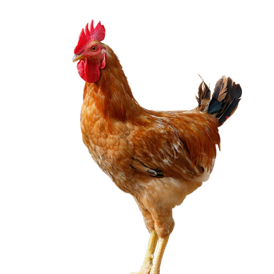 童子鸡小公鸡正宗农家散养土鸡