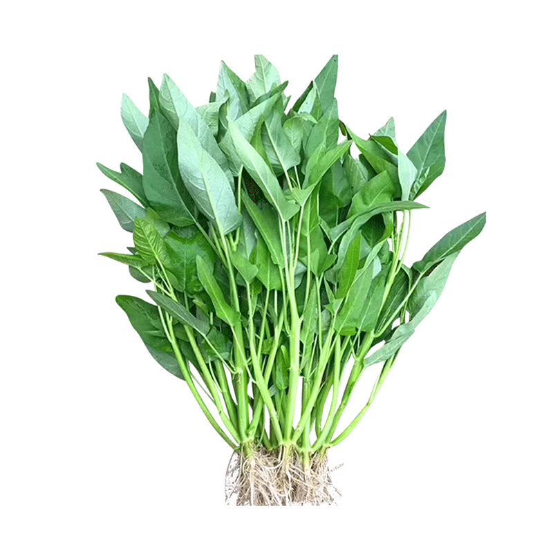 三叉空心菜种子种籽孑苗四季菜苗水上种植蔬菜种籽种带根蔬菜种孑