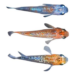 观背青鳉观赏鱼食蚊鱼冷水鱼苗魔法鱼小型淡水活鱼不打氧好养活体