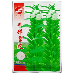 丰邦雪芝芝麻种子白芝麻高产稳产蔬菜种籽绿丰园春夏40克约万粒