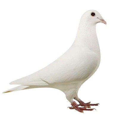 幼鸽赛鸽种鸽鸽子纯白信鸽子