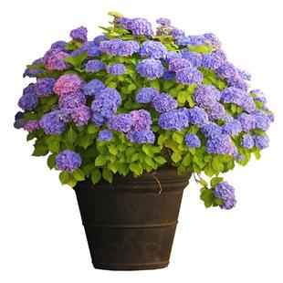 无尽夏绣球花大苗盆栽多季开大花阳台庭院耐阴花卉植物紫阳花老桩