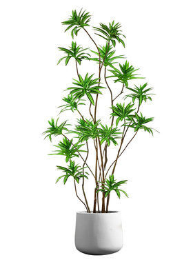 百合竹客厅真绿植室内大型盆好养