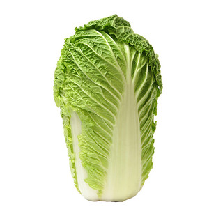 大白菜秧苗种子带土早熟速生四季阳台盆栽寿光老品种黄心奶油白菜