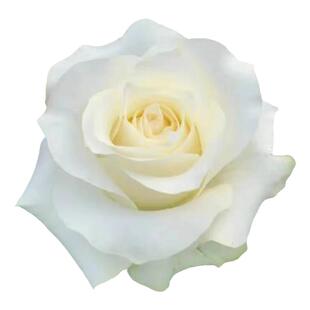 白骄傲月季白巧克力月季玫瑰特大花苗切花多季花庭院阳台花卉植物